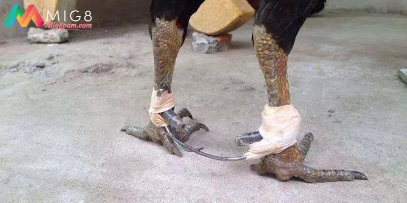 Khám phá về khái niệm cách lên cựa gà